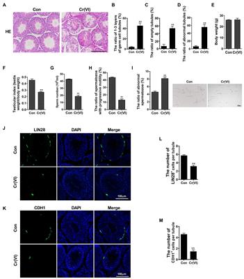 Melatonin Attenuates Chromium (VI)-Induced Spermatogonial Stem Cell/Progenitor Mitophagy by Restoration of METTL3-Mediated RNA N6-Methyladenosine Modification